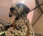 Puppy 5 Dalmatian