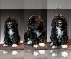 Bernedoodle Puppy for Sale in LOCUST GROVE, Oklahoma USA