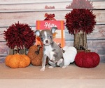 Small #1 Chihuahua