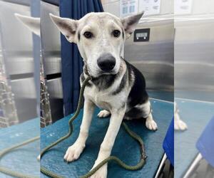 Huskies -Unknown Mix Dogs for adoption in Mobile, AL, USA