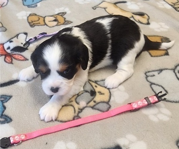 Medium Photo #1 Aussalier Puppy For Sale in ATHOL, ID, USA