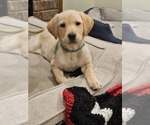 Small Photo #12 Labrador Retriever Puppy For Sale in ROSE HILL, KS, USA