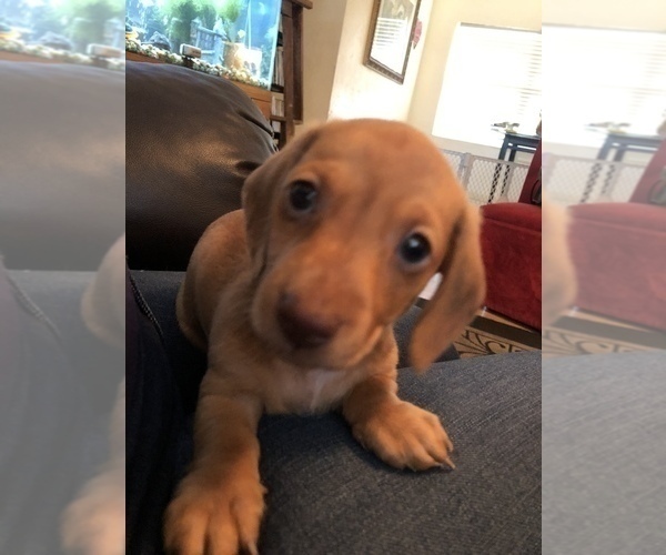 Medium Photo #4 Dachshund Puppy For Sale in ELFERS, FL, USA