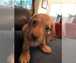 Small Photo #4 Dachshund Puppy For Sale in ELFERS, FL, USA