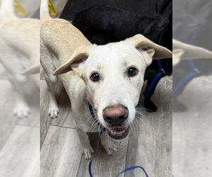 Labrador Retriever-Unknown Mix Dogs for adoption in Redlands, CA, USA