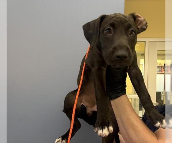 Medium Photo #1 Labrador Retriever-Unknown Mix Puppy For Sale in Orange, CA, USA