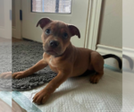 Small #8 Mutt