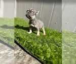 Small Photo #3 French Bulldog Puppy For Sale in LOMA MAR, CA, USA
