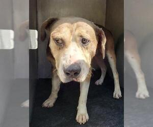 American Staffordshire Terrier-Unknown Mix Dogs for adoption in San Antonio, TX, USA