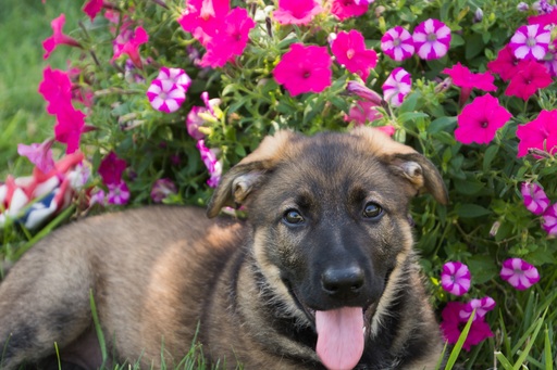 Medium Photo #1 German Shepherd Dog Puppy For Sale in WINTERSET, IA, USA