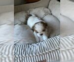 Puppy 5 Shih Tzu