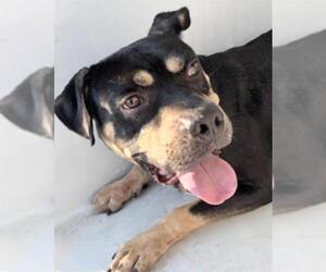 Bull Terrier-Staffordshire Bull Terrier Mix Dogs for adoption in Houston, TX, USA