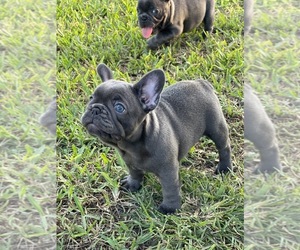 French Bulldog Puppy for sale in BOCA RATON, FL, USA