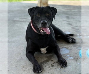 Labrador Retriever-Unknown Mix Dogs for adoption in Conroe, TX, USA