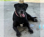 STELLA - Female Labrador Retriever-Unknown Mix Dog for Adoption - Small photo