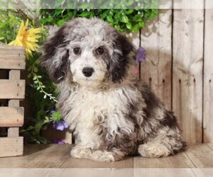 Poodle (Miniature) Puppy for sale in MOUNT VERNON, OH, USA