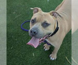 Mutt Dogs for adoption in Las Vegas, NV, USA