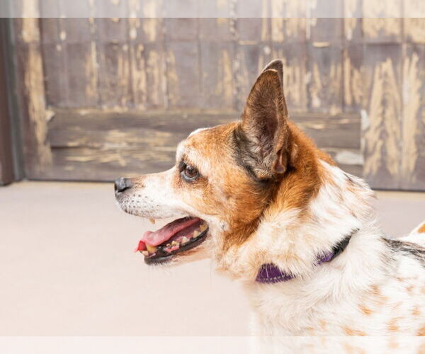 Medium Photo #3 Jack Chi Puppy For Sale in Lake Forest, CA, USA