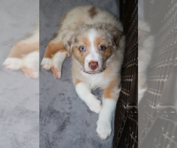 Medium Photo #6 Australian Shepherd Puppy For Sale in HANOVER, MD, USA