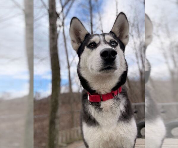 Medium Photo #11 Siberian Husky-Unknown Mix Puppy For Sale in Elmsford, NY, USA