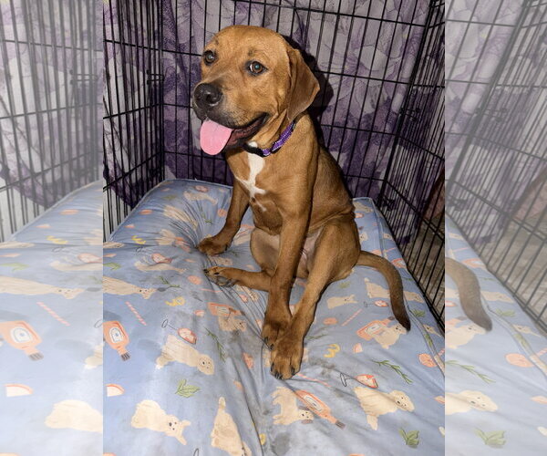 Medium Photo #3 Mutt Puppy For Sale in Chandler, AZ, USA