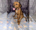 Small #2 Mutt