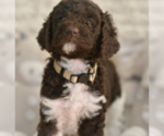 Small #2 Labradoodle mix (+ Poodle Standard)