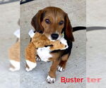 Small #1 Beagle