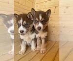 Small Photo #1 Siberian Husky Puppy For Sale in INMAN, SC, USA