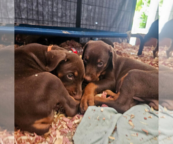 Medium Photo #2 Doberman Pinscher Puppy For Sale in FORT LAUDERDALE, FL, USA