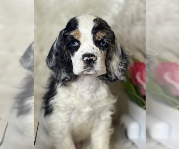 Medium Photo #1 Cocker Spaniel Puppy For Sale in HESPERIA, CA, USA
