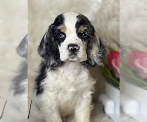 Cocker Spaniel Puppy for sale in HESPERIA, CA, USA