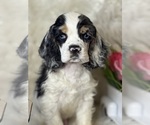 Image preview for Ad Listing. Nickname: Aster