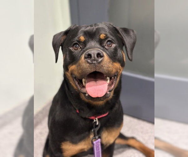 Medium Photo #1 Rottweiler Puppy For Sale in Waterford, VA, USA