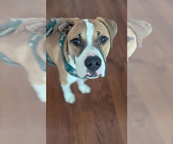 Medium Photo #1 Boxer-Unknown Mix Puppy For Sale in Aurora, CO, USA