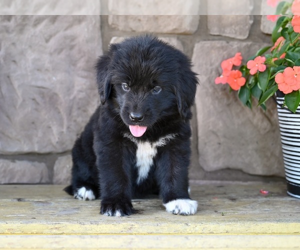 Medium Photo #6 Newfoundland Puppy For Sale in MILLERSBURG, OH, USA