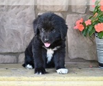 Small #5 Newfoundland