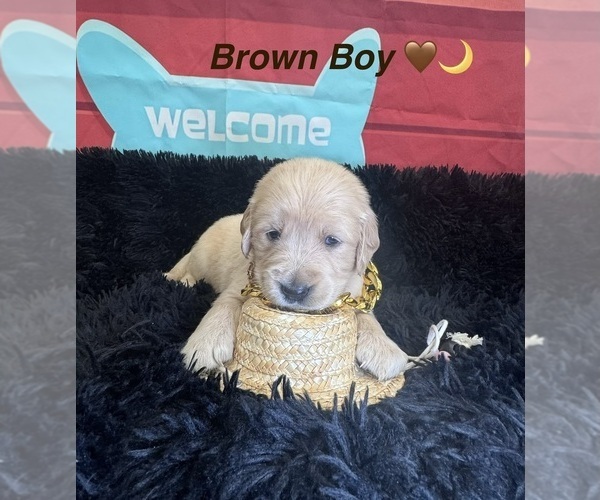 Medium Photo #42 Golden Retriever Puppy For Sale in ORLANDO, FL, USA
