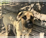 Small German Shepherd Dog Mix
