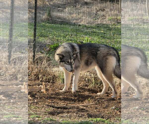 Medium Photo #4 Siberian Husky-Unknown Mix Puppy For Sale in Scottsboro, AL, USA