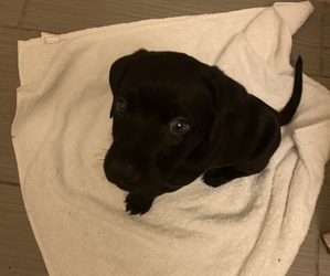 Labrador Retriever Puppy for sale in ROSWELL, GA, USA