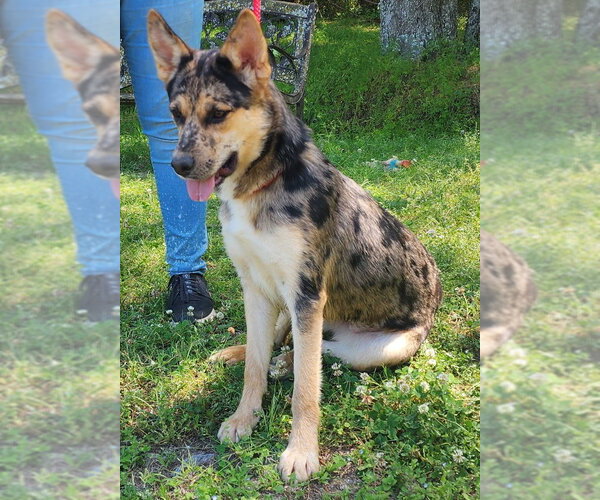 Medium Photo #3 Australian Shepherd-German Shepherd Dog Mix Puppy For Sale in Wetumpka, AL, USA