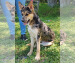 Small #2 Australian Shepherd-German Shepherd Dog Mix