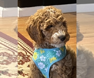 Double Doodle Puppy for sale in CADIZ, KY, USA