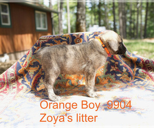 Medium Anatolian Shepherd