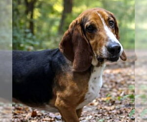 Basset Hound Dogs for adoption in Deepwater, NJ, USA