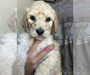Goldendoodle Puppy for Sale in CEDAR CREEK, Texas USA