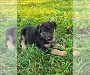 German Shepherd Dog Puppy for sale in JEWETT, OH, USA
