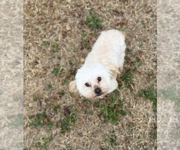 Medium Photo #1 Poodle (Toy) Puppy For Sale in Spring Lake, NC, USA