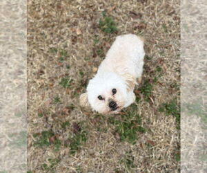 Poodle (Toy) Dogs for adoption in Spring Lake, NC, USA